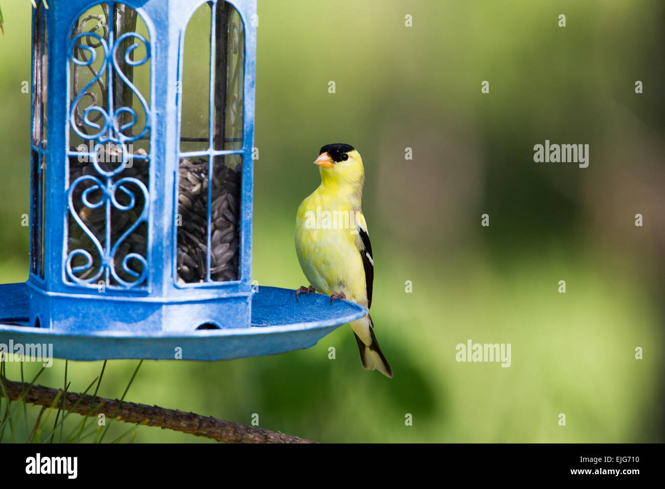 American Goldfinch Foto Stock