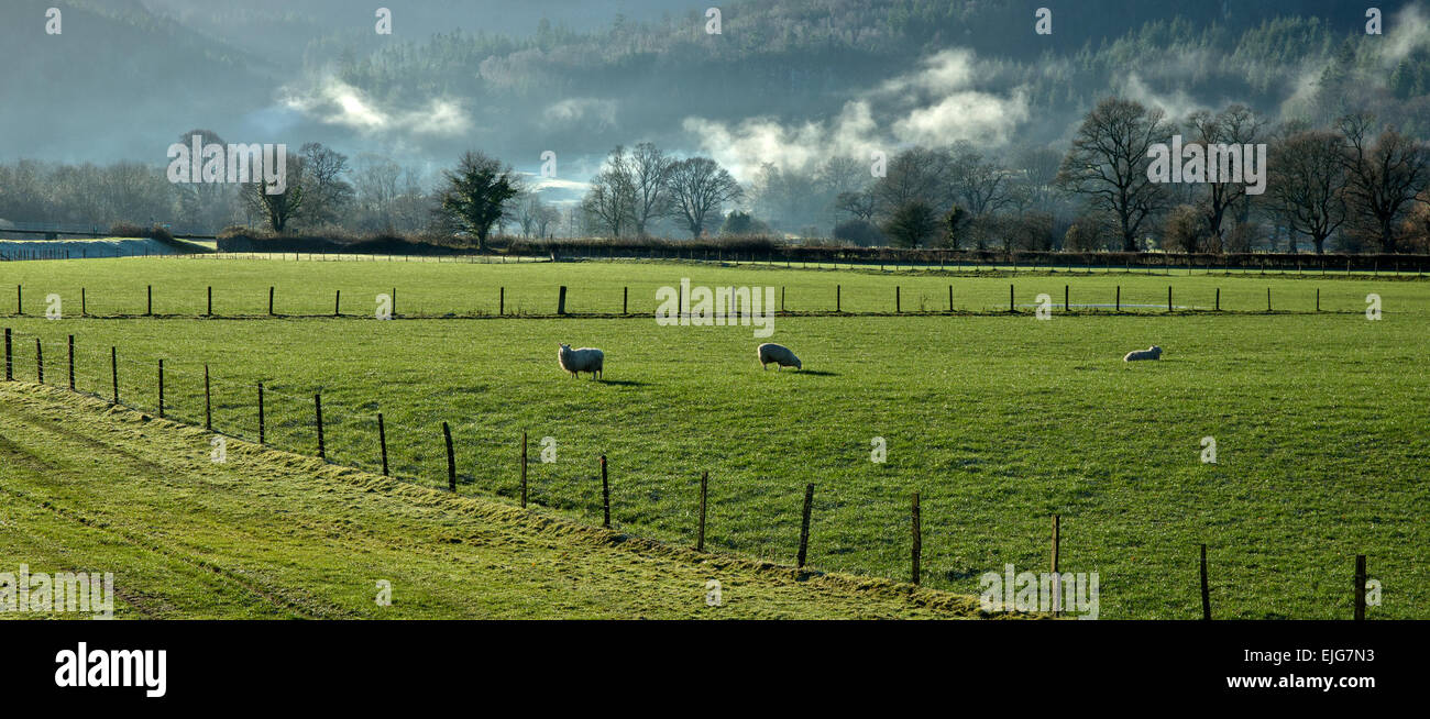 Gli inverni di giorno sul frosty pascoli di Conwy Valley su un inverni giornata nel Parco Nazionale di Snowdonia Gwynedd North Wales, Regno Unito Foto Stock