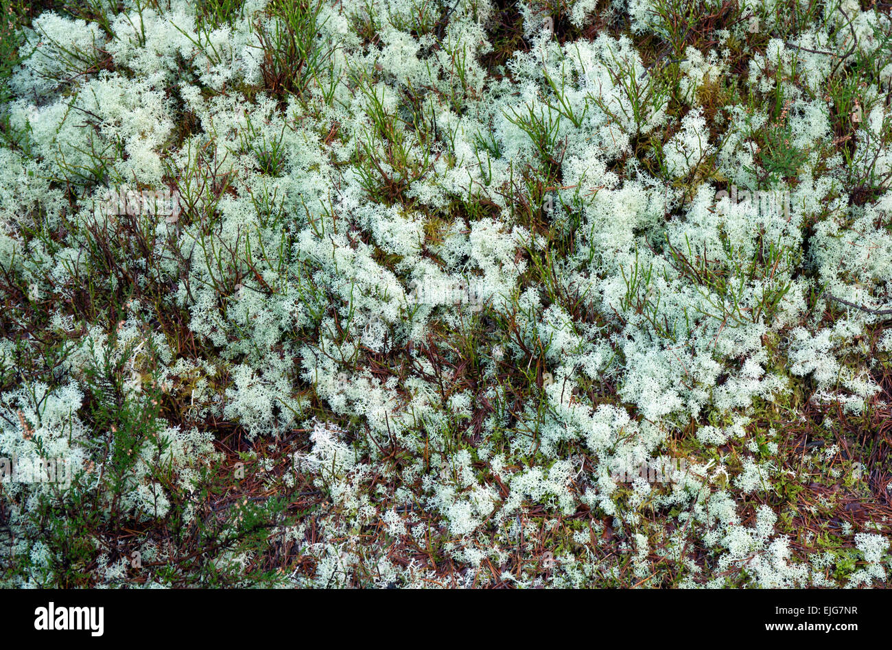 Il fruticose lichen, Cladonia rangiferina ('reindeer moss') che produce un colore grigio-verde, fragile, multiple-ramificato tallo. Foto Stock