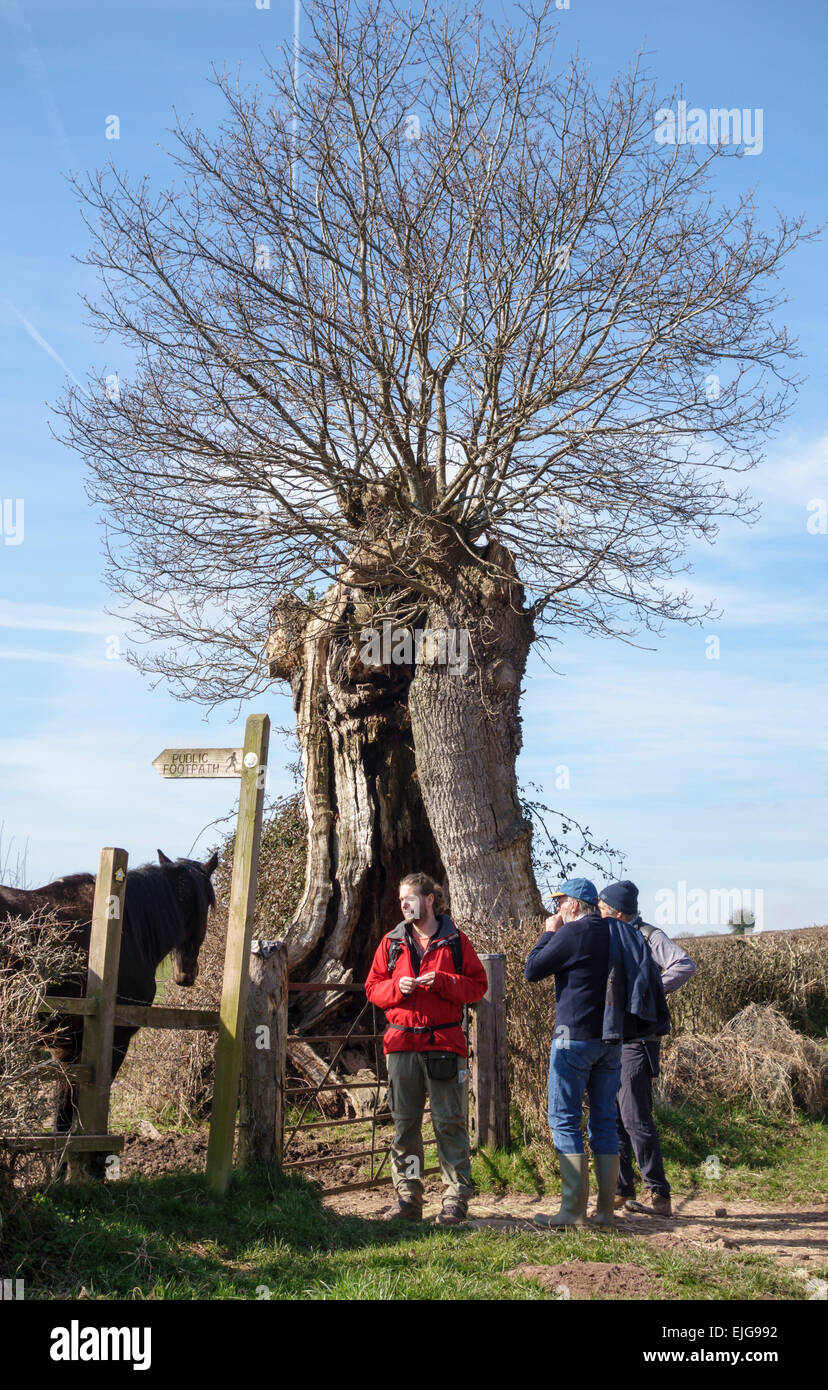 Clifford, Herefordshire, vicino a Hay-on-Wye, Regno Unito. Walkers accanto a un antica cava di pollard quercia Foto Stock