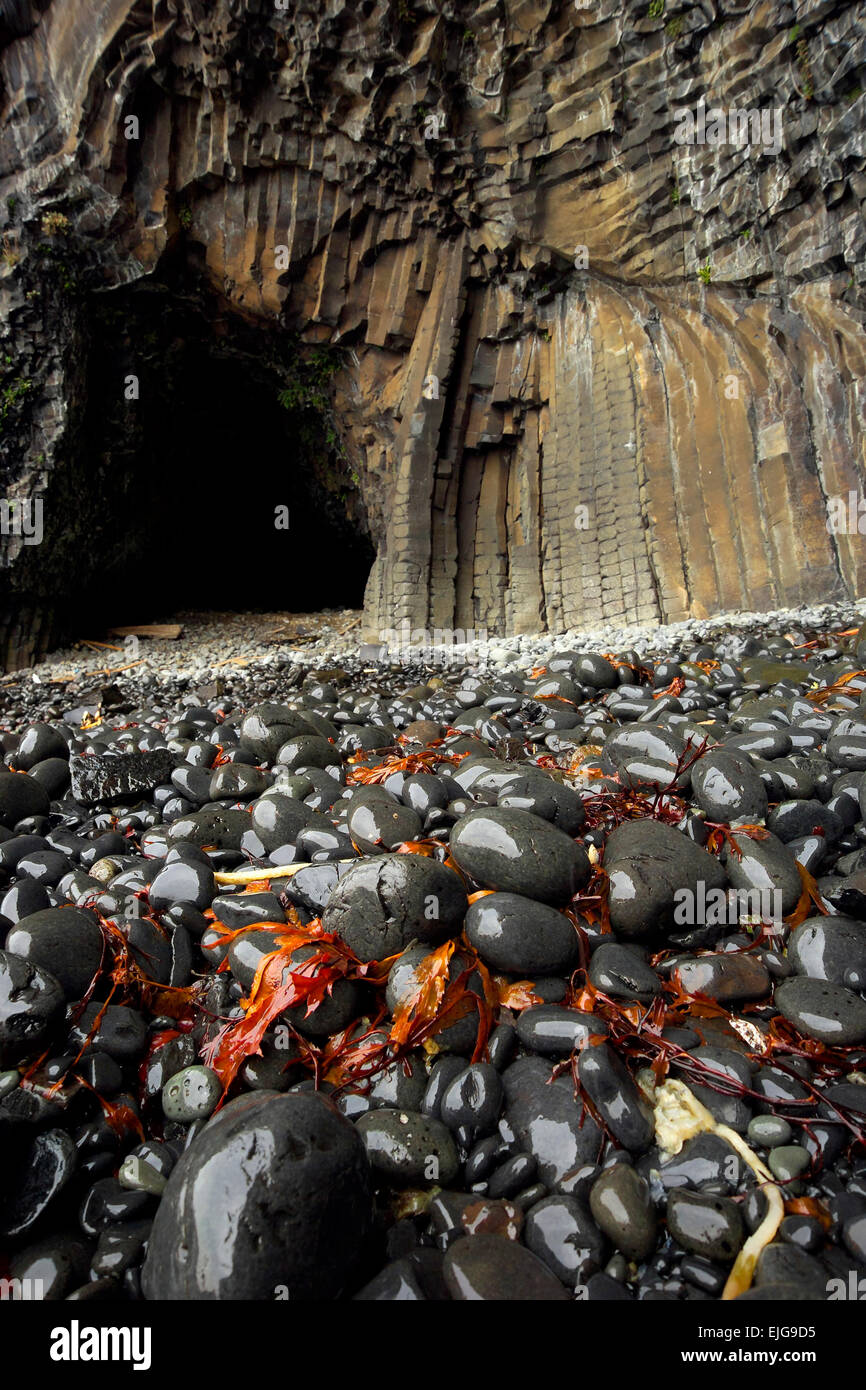 La grotta e ciottoli di basalto grigio nero lucido geologia liscia e kelp ardmeanach burg vicino alla struttura di fossili Foto Stock
