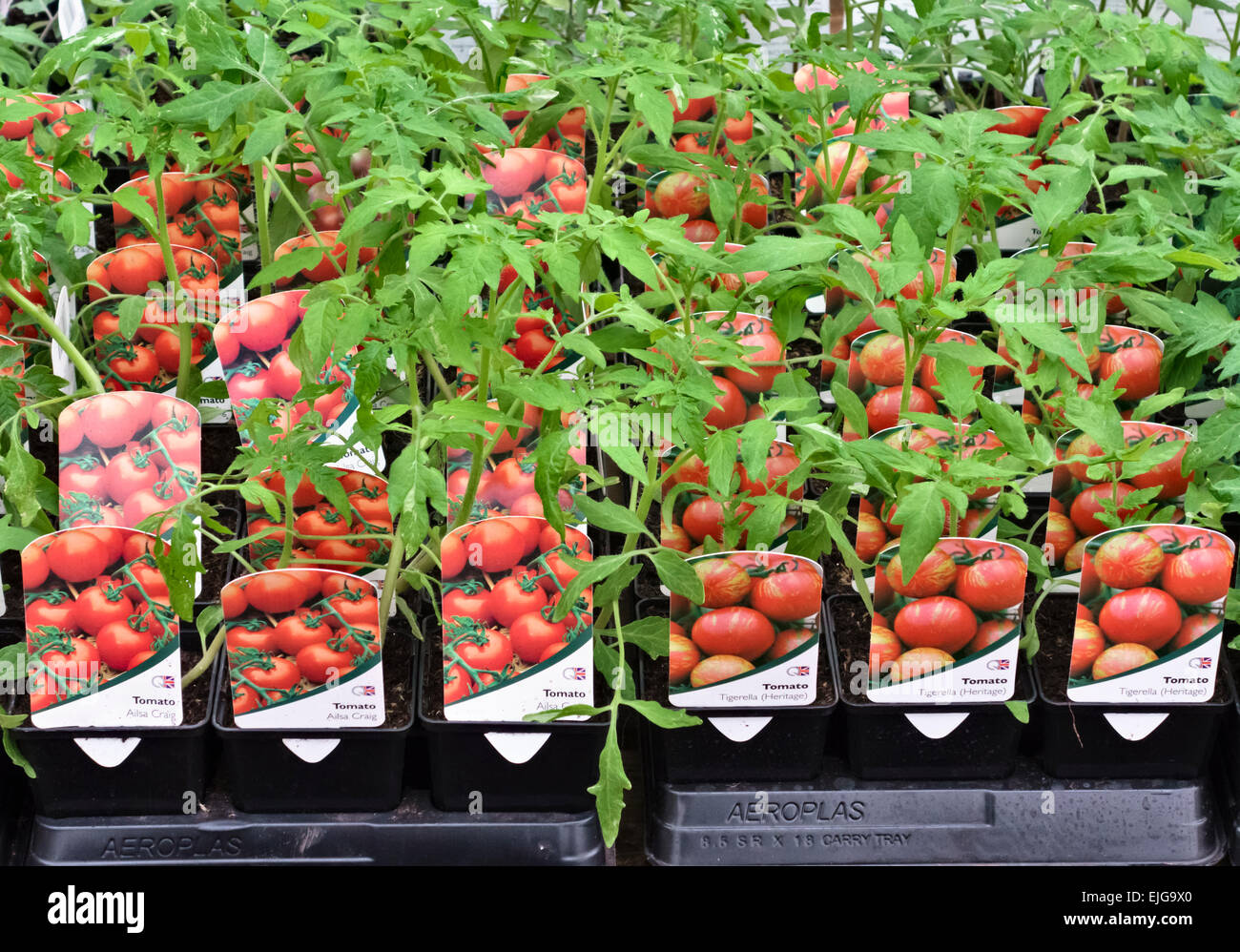 Giovani piante di pomodoro o piantine in vendita in un vivaio, pronti per essere piantati in primavera (UK) Foto Stock