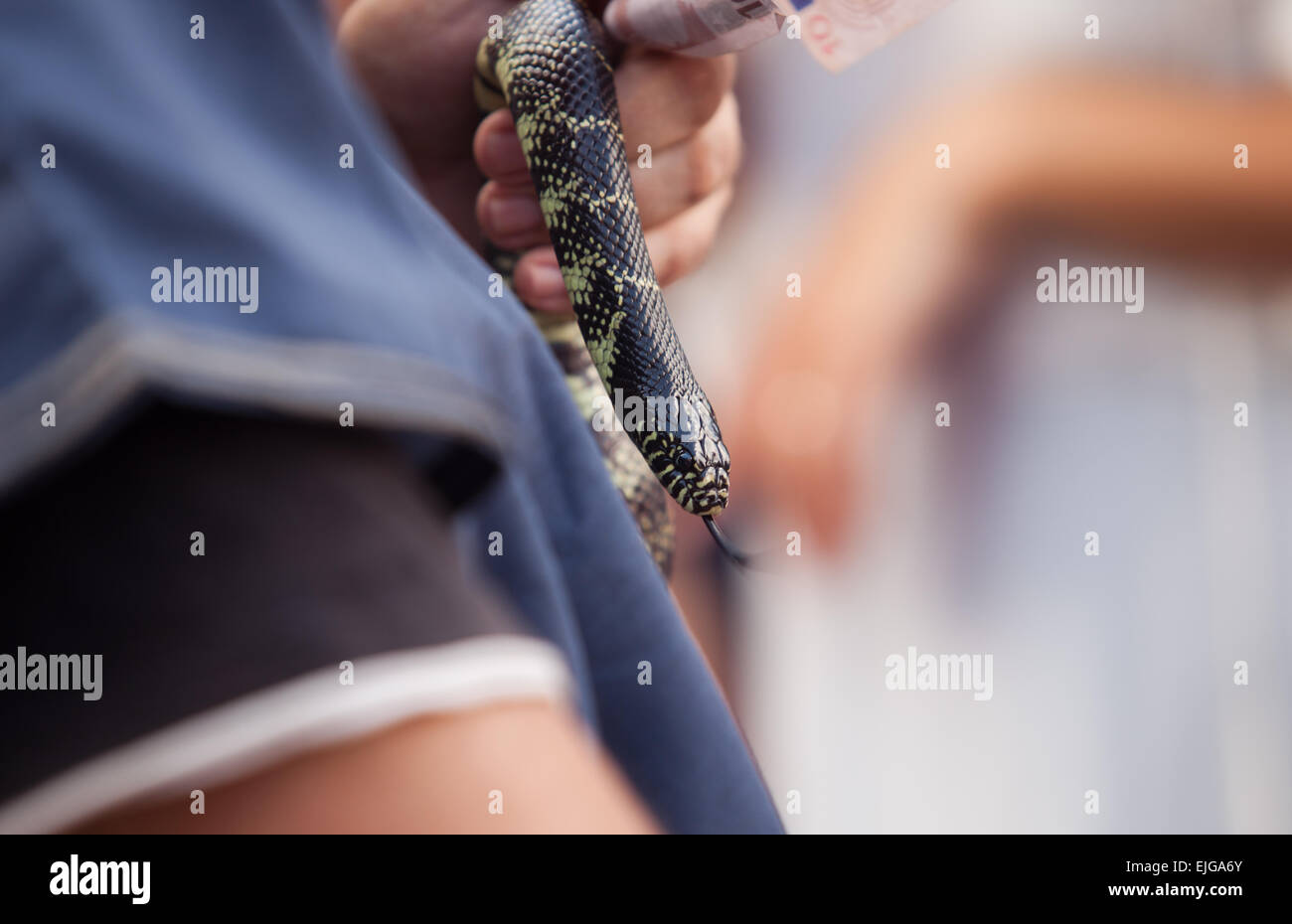 Commerciante in costume uomo con snake partecipante al Almossasa Cultura Festival in Badajoz, Spagna Foto Stock