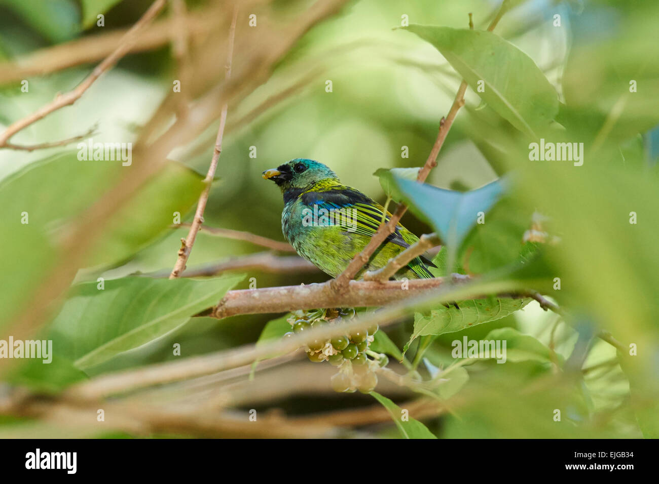 Blu-Tanager accollata appollaiato su un ramo Foto Stock