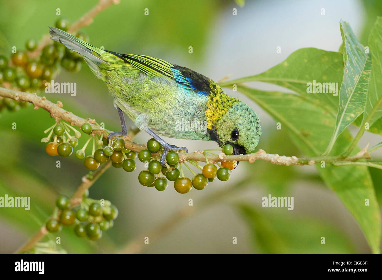 Verde-guidato Tanager alimentazione su bacche Foto Stock