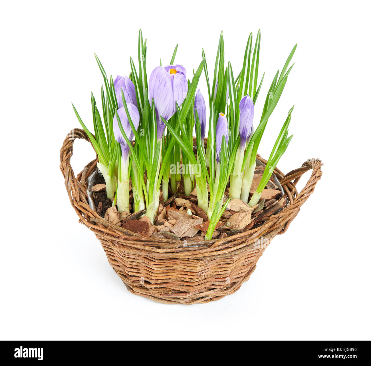 Più viola di crochi in fiore nel cestello decorativi Foto Stock