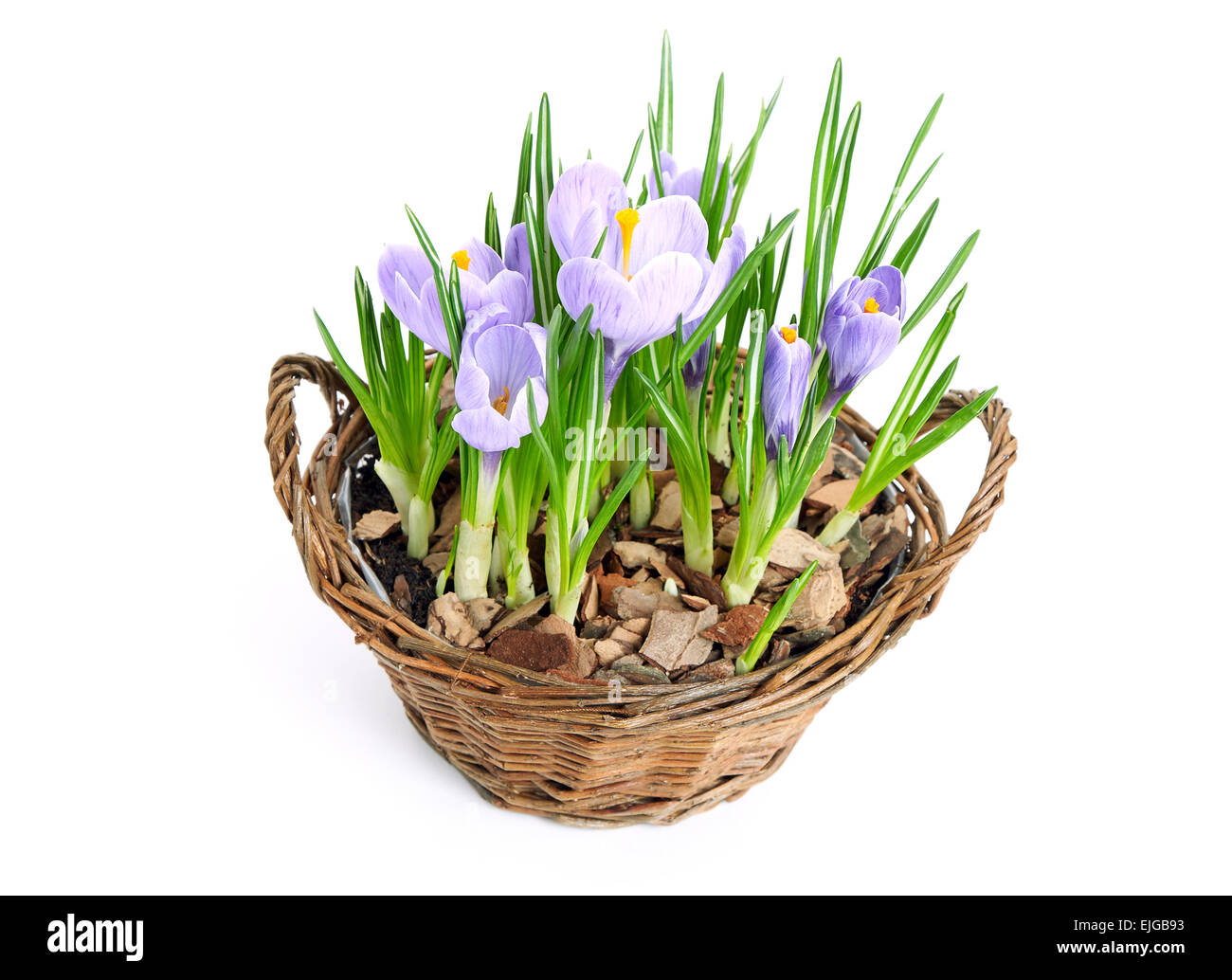 Più viola di crochi in fiore nel cestello decorativi Foto Stock
