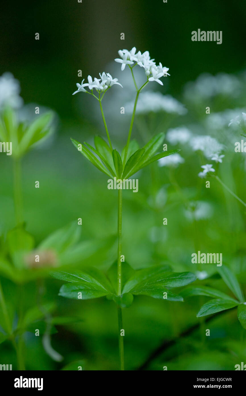 Galium odoratum,Echter su Waldmeister, Sweet Woodruff Foto Stock