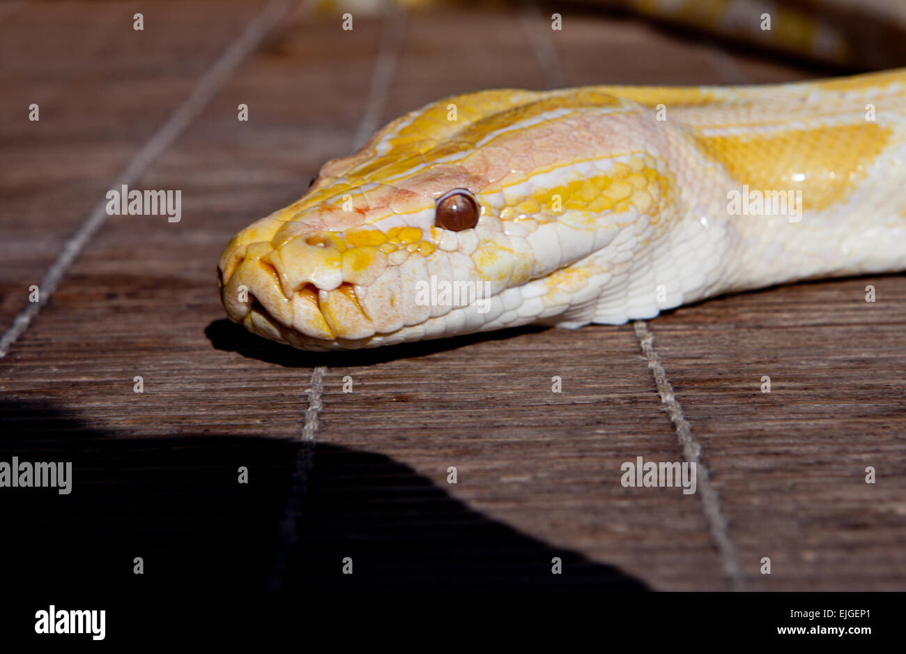 Thai Golden Python si muove liberamente da Almossassa Festival della cultura tra il pubblico e gli artisti interpreti o esecutori Foto Stock