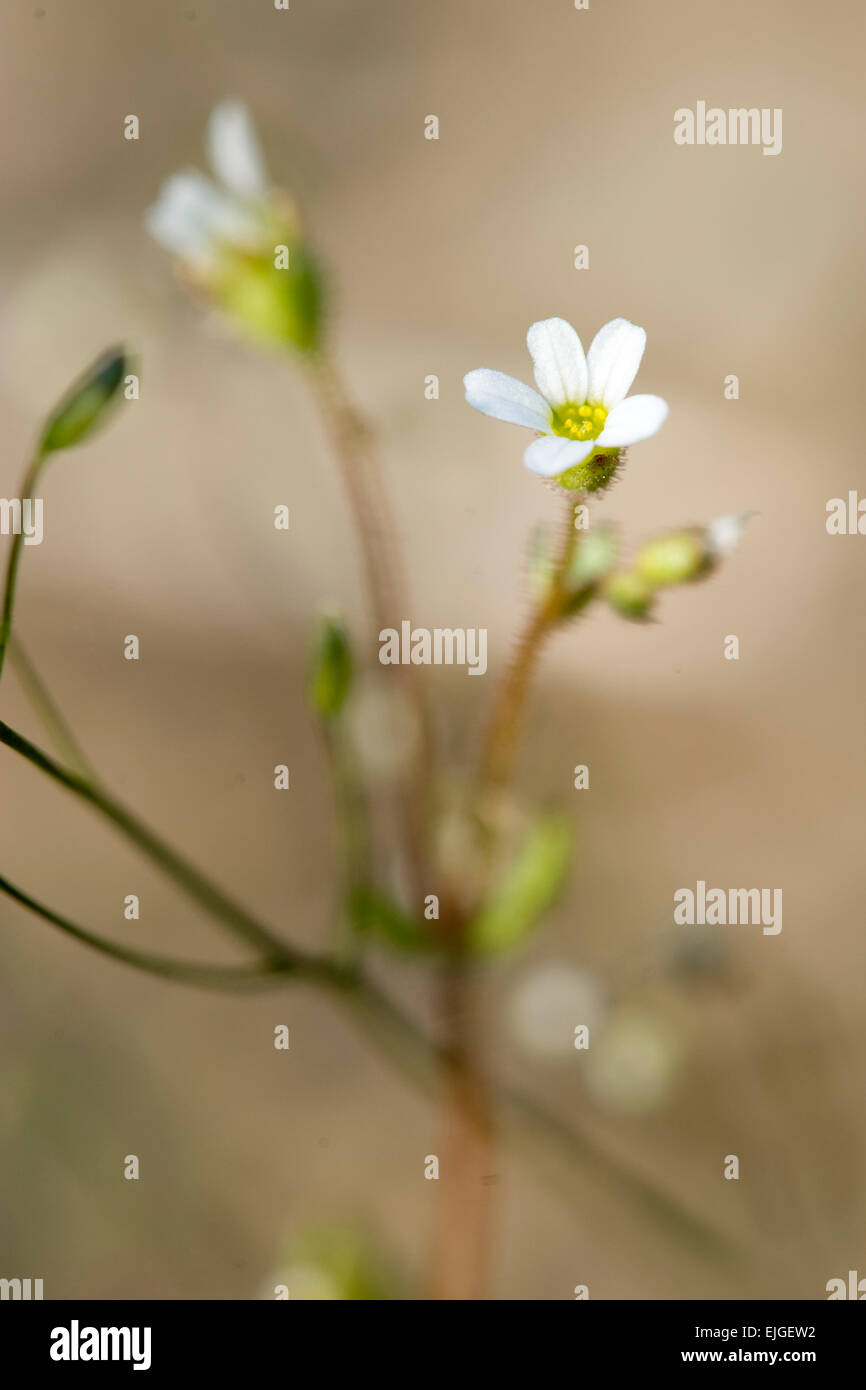 Saxifraga tridactylites,Dreifingersteinbrech,Rue-lasciava Sassifraga Foto Stock