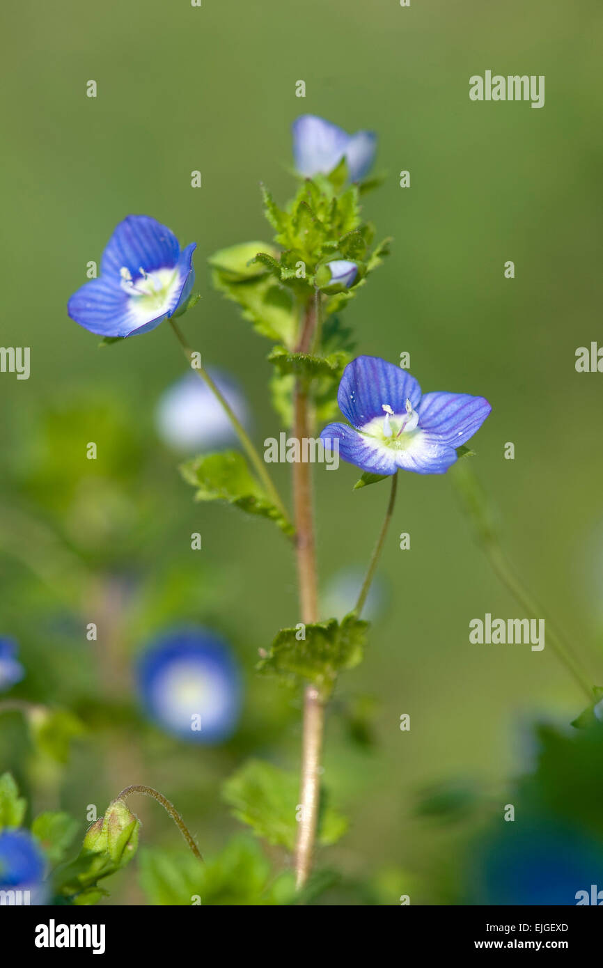 Veronica persica,Persischer Ehrenpreis,speedwell persiano, birdseye speedwell Foto Stock