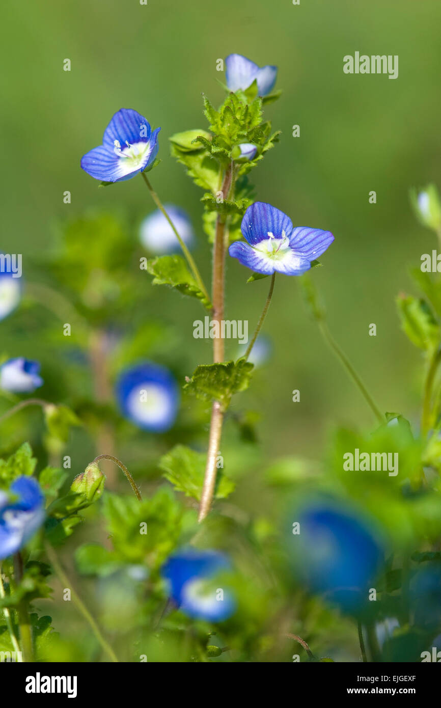 Veronica persica,Persischer Ehrenpreis,speedwell persiano, birdseye speedwell Foto Stock