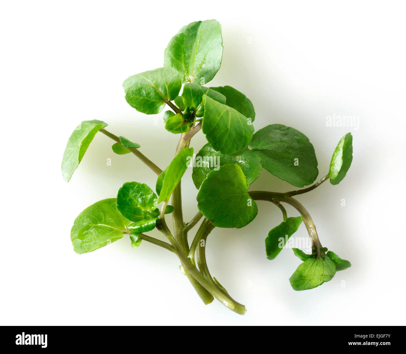 Fresche foglie di crescione ( Nasturtium acquatico) Foto Stock