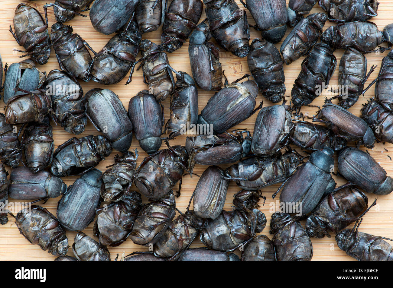 Gli insetti commestibili. Grandi giugno coleotteri Foto Stock