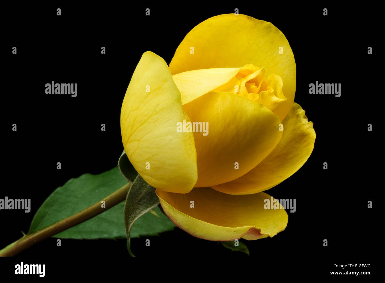 Rosa gialla su sfondo nero Foto Stock