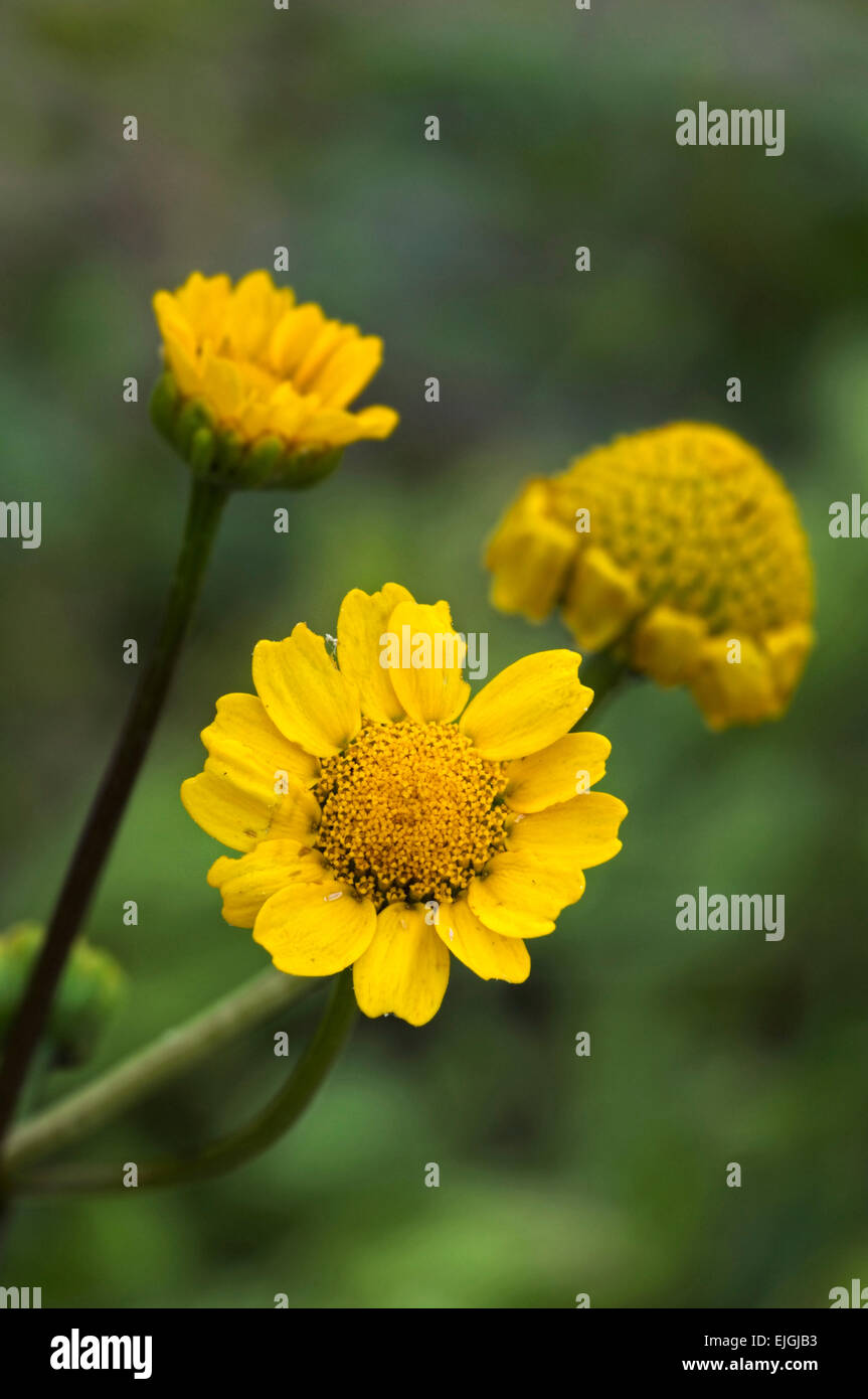 Golden marguerite / giallo / camomilla oxeye camomilla (Cota tinctoria / Anthemis tinctoria) nativa per il Mediterraneo Foto Stock