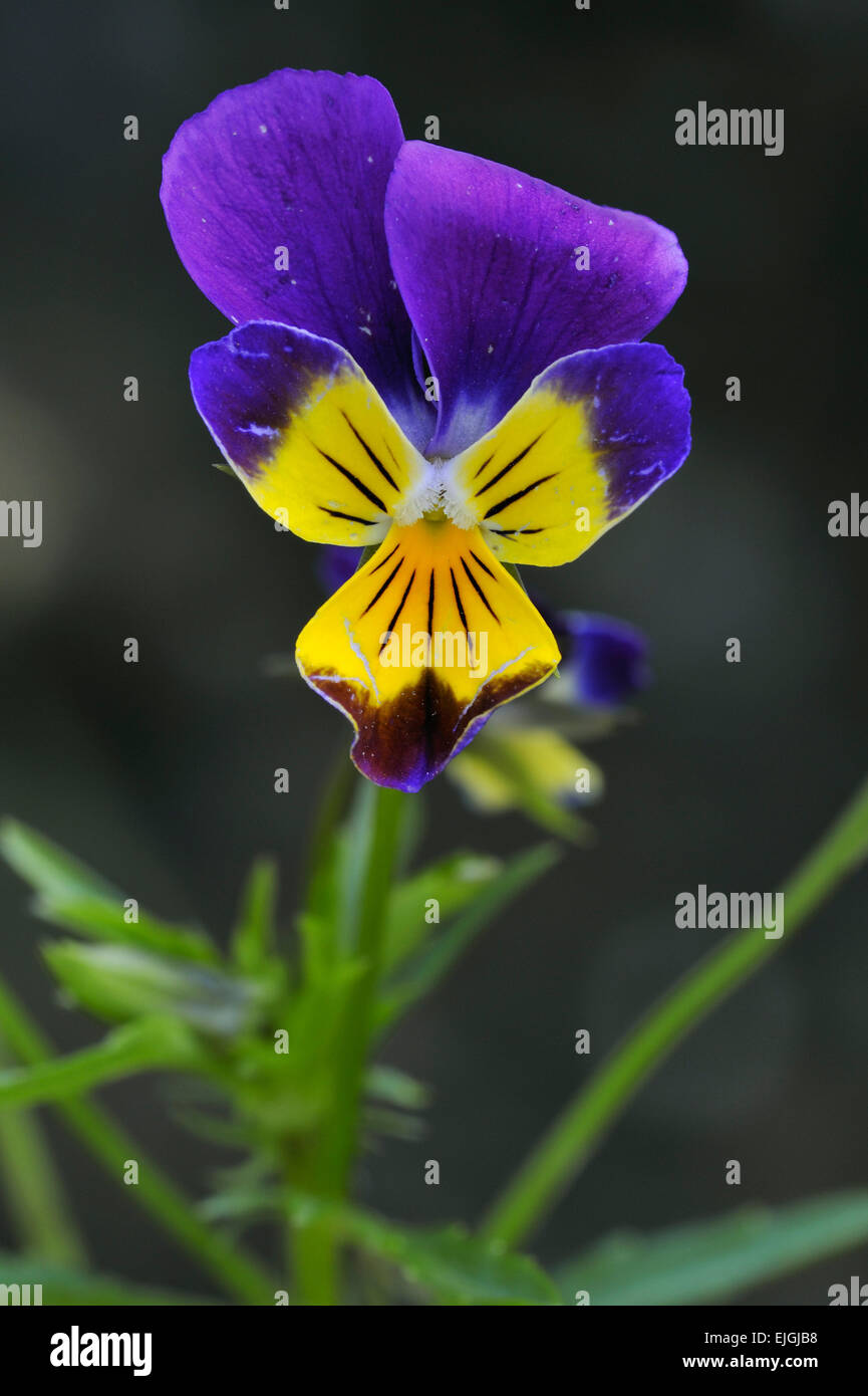 Wild pansy / heartsease / cuore la facilità / delizia del cuore / tickle-my-fancy (Viola tricolore) in fiore Foto Stock