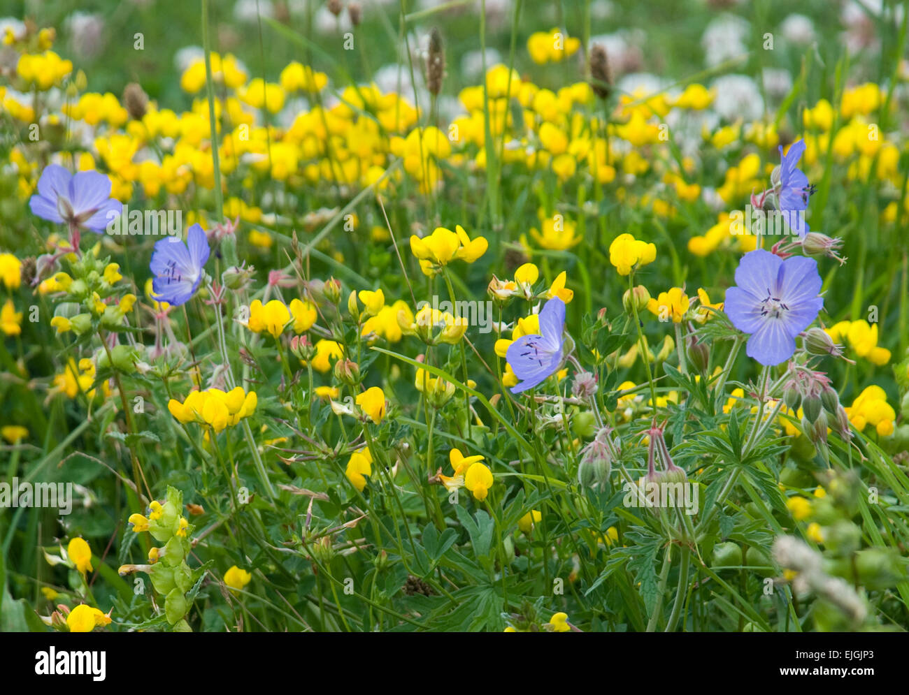 Cranesbill e uccelli di Trifoglio del piede in habitat naturali Foto Stock