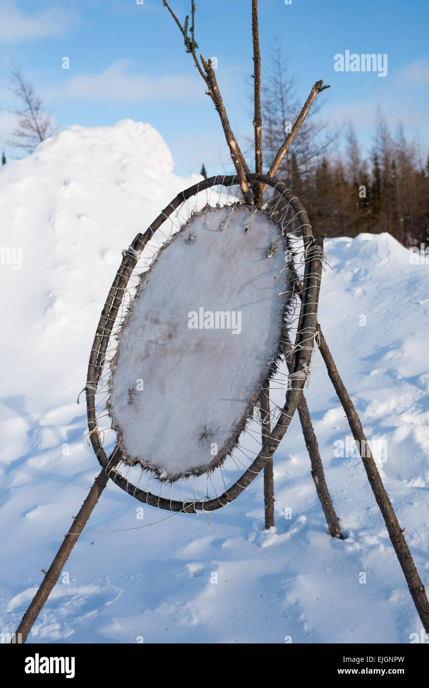 Beaver pelt stretching, Cree Comunità Indigene , nel nord della Baia di James Quebec Foto Stock