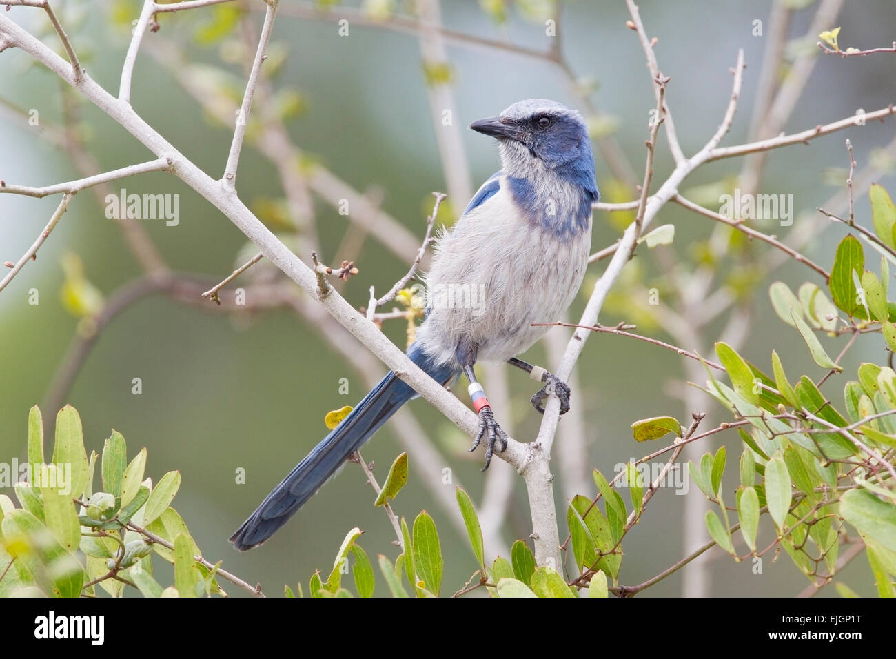 Florida Scrub Jay (Aphelocoma coerulescens) adulto indossando le bande scientifica, arroccato nella vegetazione, Florida, Stati Uniti d'America Foto Stock