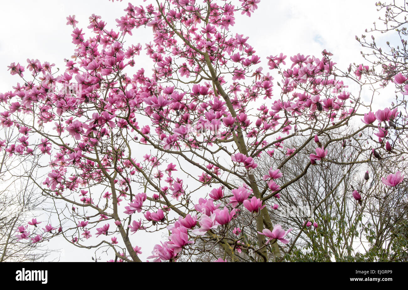 Albero di magnolia in Regents Park London REGNO UNITO Foto Stock
