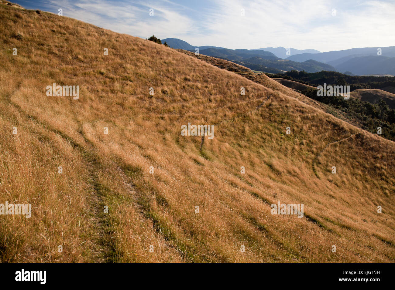 Paesaggio con colline. Nuova Zelanda, isola meridionale Foto Stock