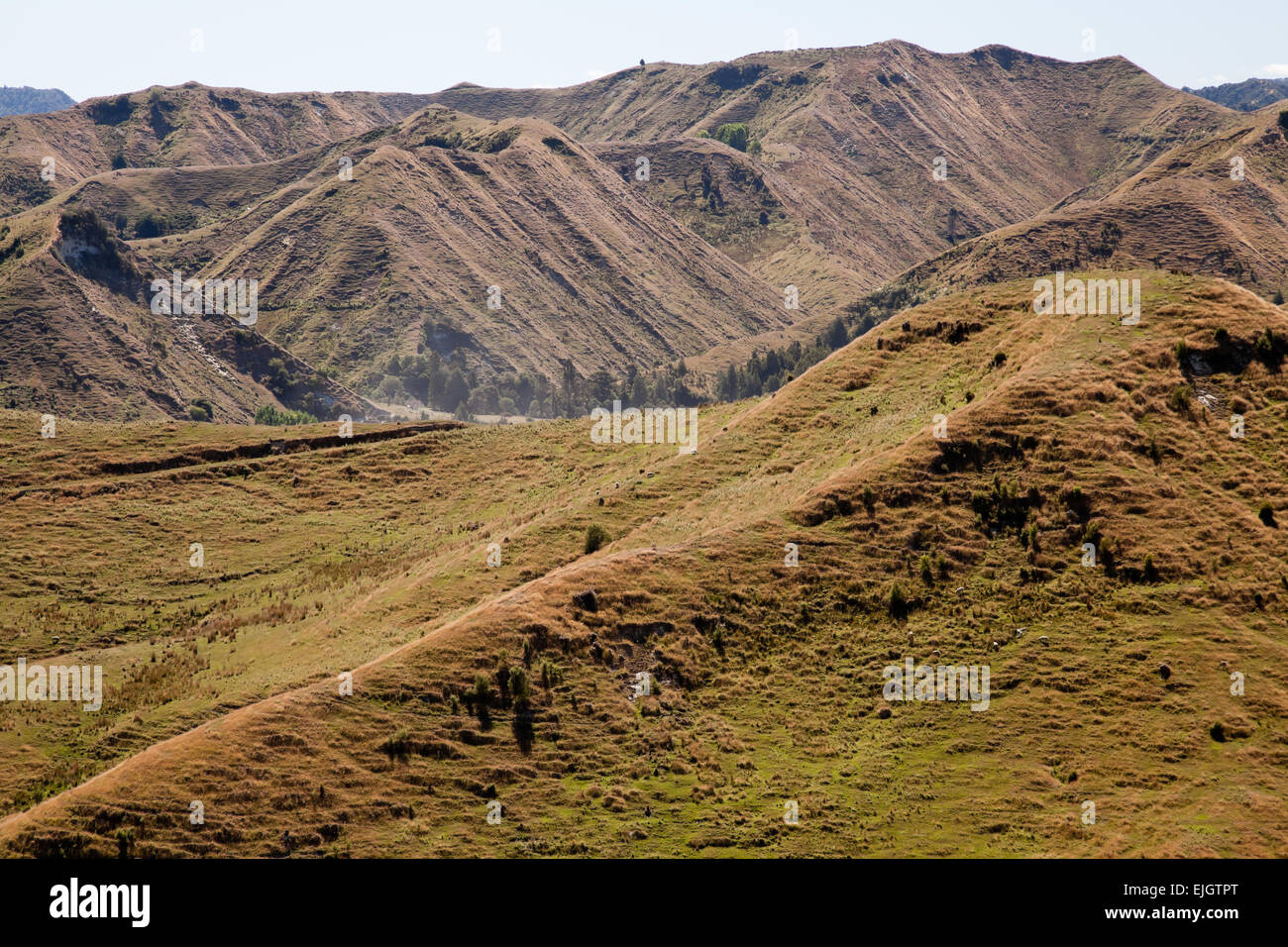 Paesaggio con colline. Nuova Zelanda, isola Settentrionale Foto Stock