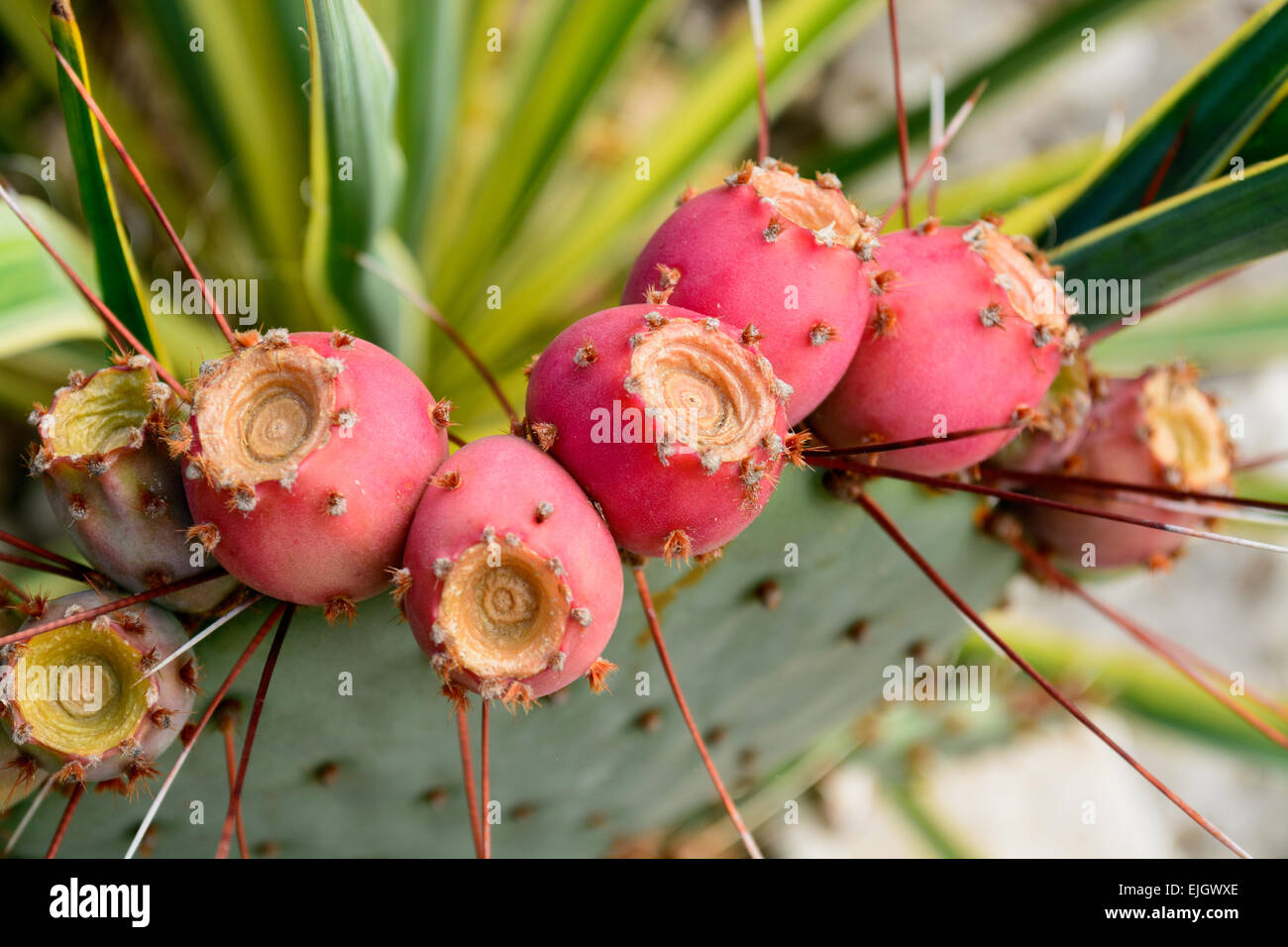 Il Cactus Opuntia con frutti, giardino botanico di Balchik, Bulgaria, Europa Foto Stock