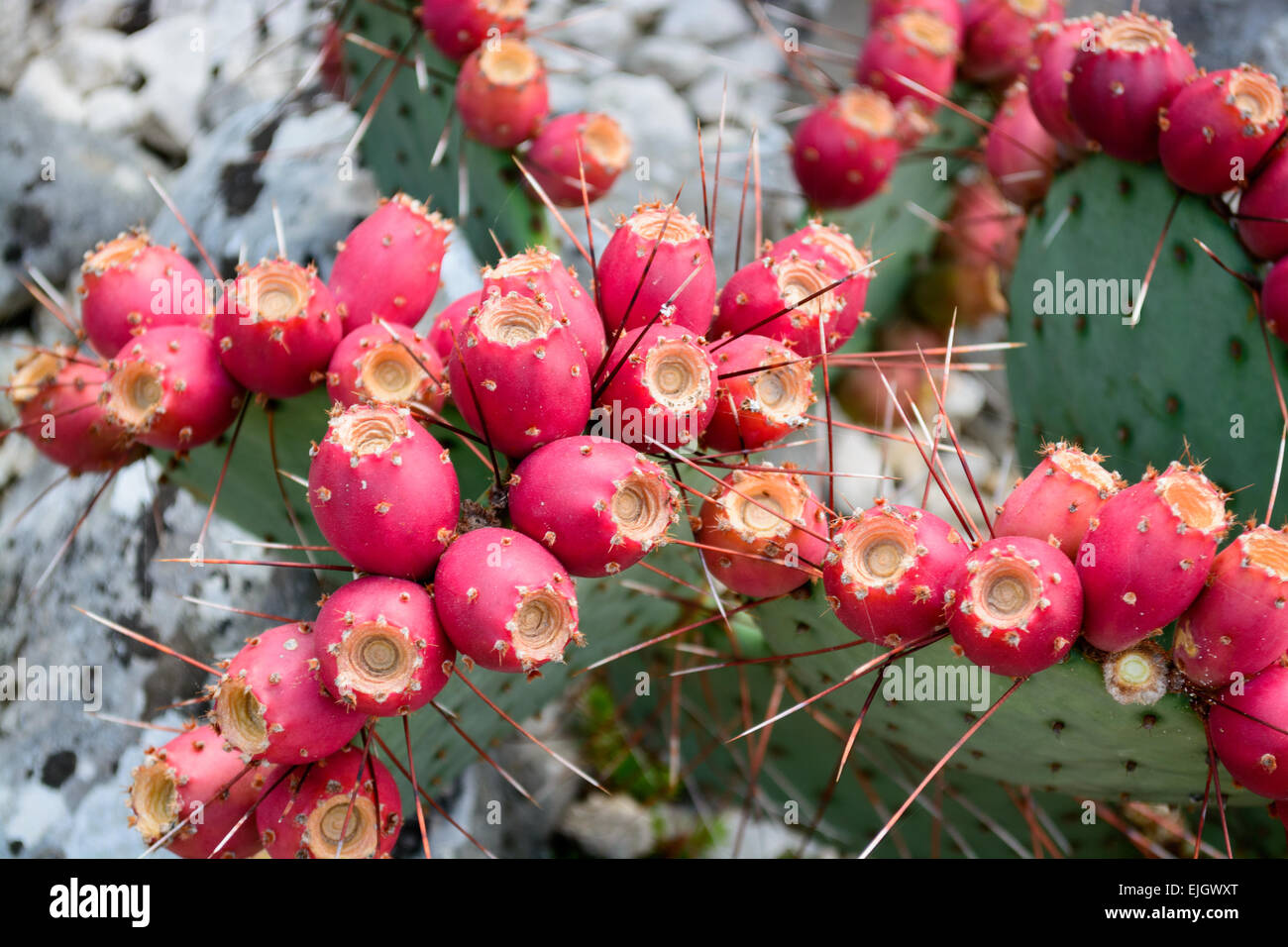 Il Cactus Opuntia con frutti, giardino botanico di Balchik, Bulgaria, Europa Foto Stock