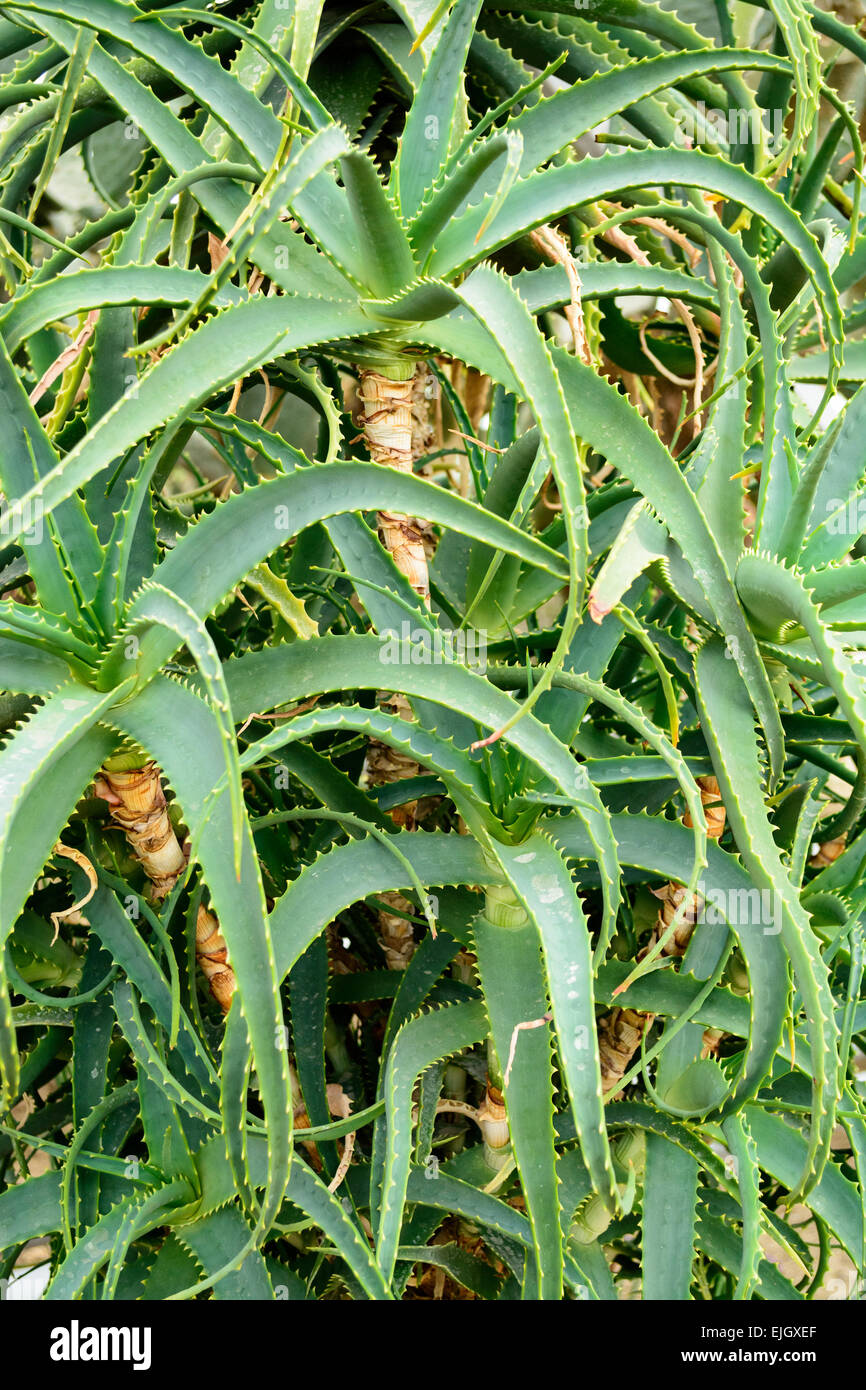 Botaincal giardino di Balchik, Bulgaria - la seconda più grande collezione di cactus in Europa Foto Stock