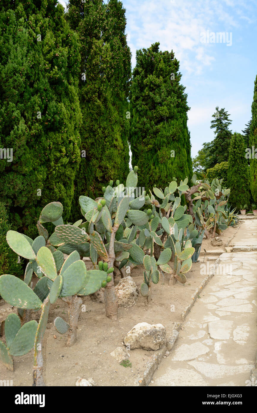 Botanical Cactus Garden di Balchik, Bulgaria - la seconda più grande collezione di cactus in Europa Foto Stock