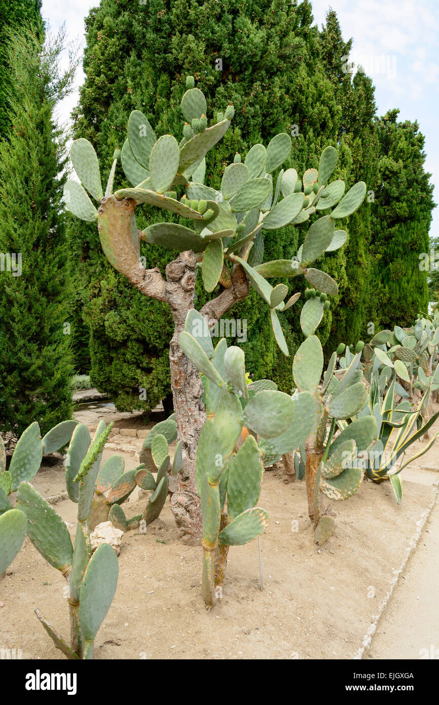 Botanical Cactus Garden di Balchik, Bulgaria - la seconda più grande collezione di cactus in Europa Foto Stock