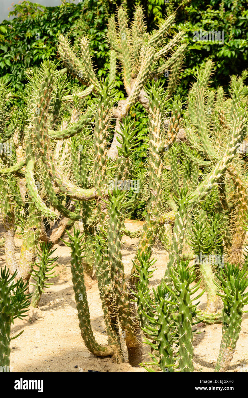 Botanical Cactus Garden di Balchik, Bulgaria - la seconda più grande collezione di cactus in Europa Foto Stock