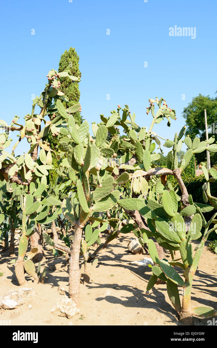 Botanical Cactus Garden di Balchik, Bulgaria - la seconda più grande collezione di cactus in Europa Foto Stock