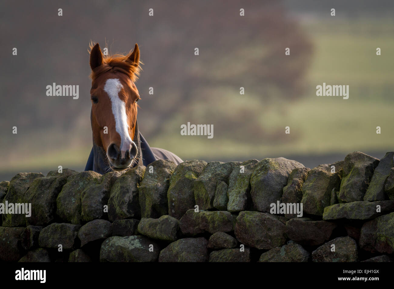 Cavallo nella luce del sole guardando sopra un muro di pietra, Yorkshire, Regno Unito Foto Stock