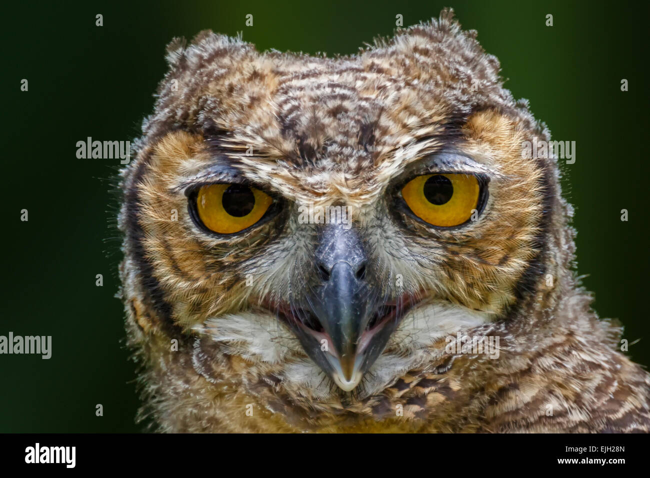 Grande Gufo cornuto (Bubo virginianus) uccellino, Giardini Botanici, Georgetown, Guyana Foto Stock