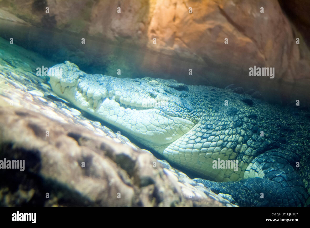 Re Croc, Dubai Aquarium Foto Stock