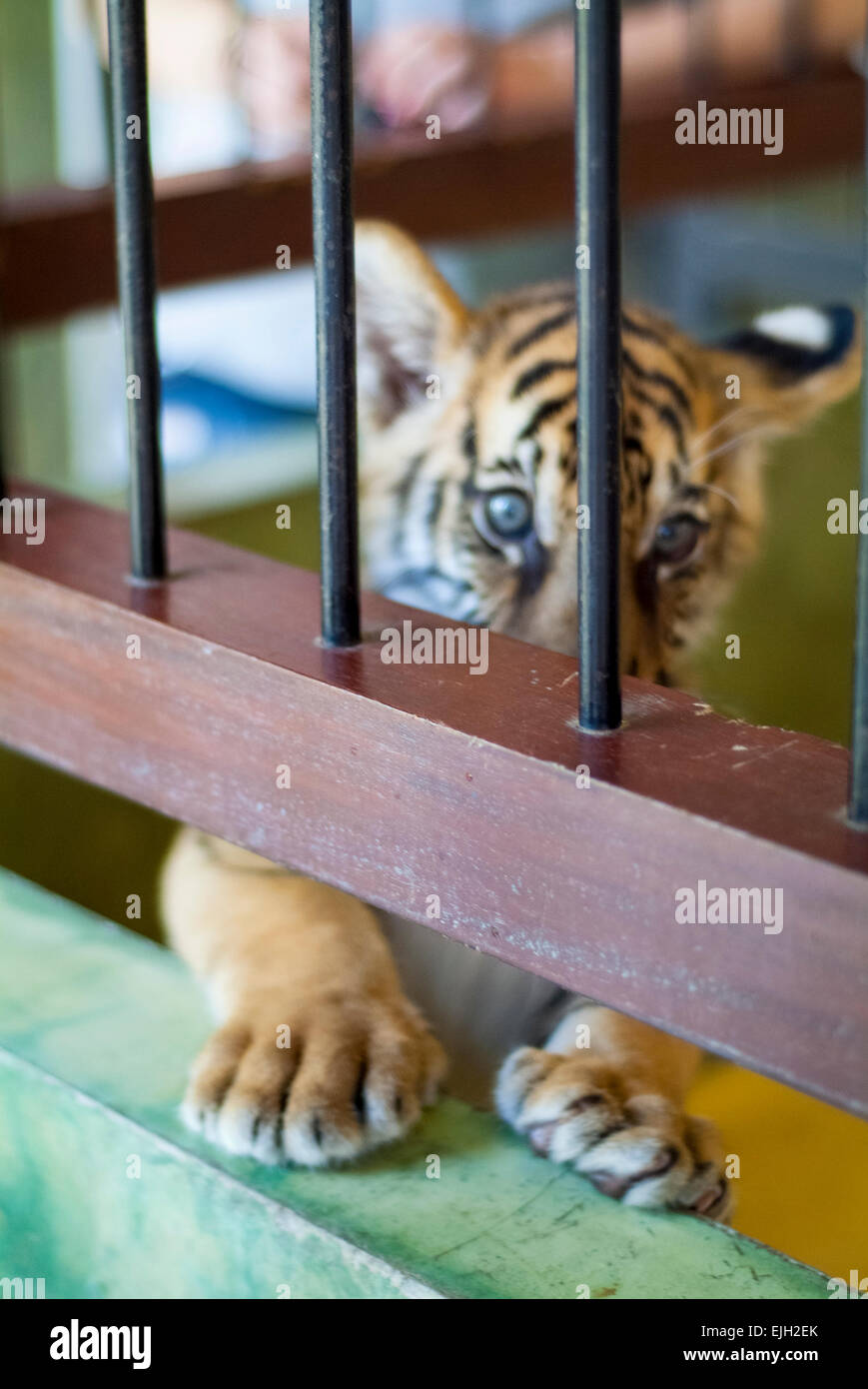 Tiger Cub cattività, Thailandia Foto Stock