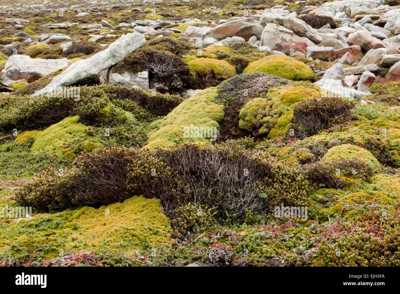 Vista di Saunders Island Foto Stock