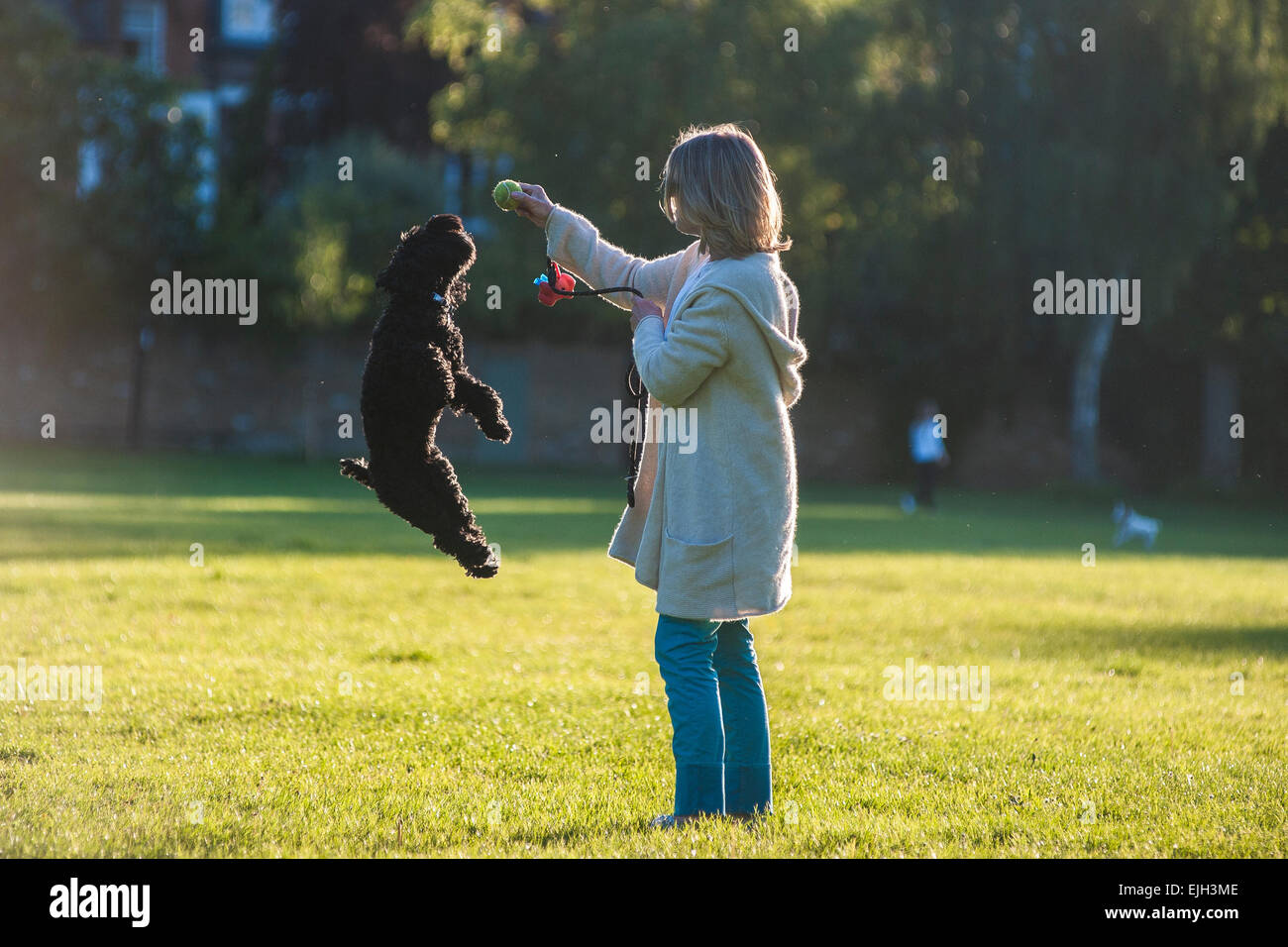 Una Donna vestita di bianco cammina il suo piccolo cane nero in un parco di Londra al tramonto in estate Foto Stock