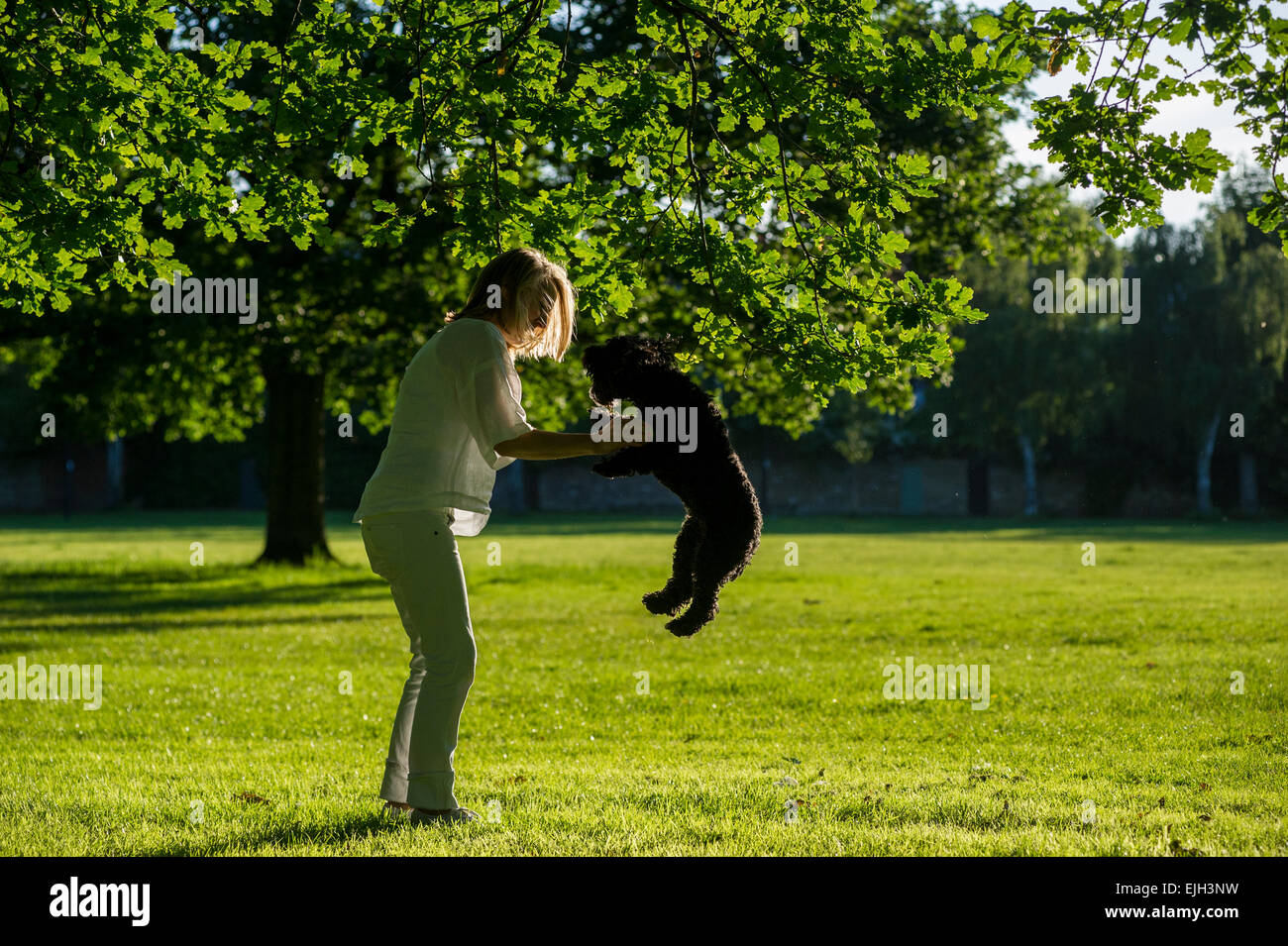 Una Donna vestita di bianco cammina il suo piccolo cane nero in un parco di Londra al tramonto in estate Foto Stock