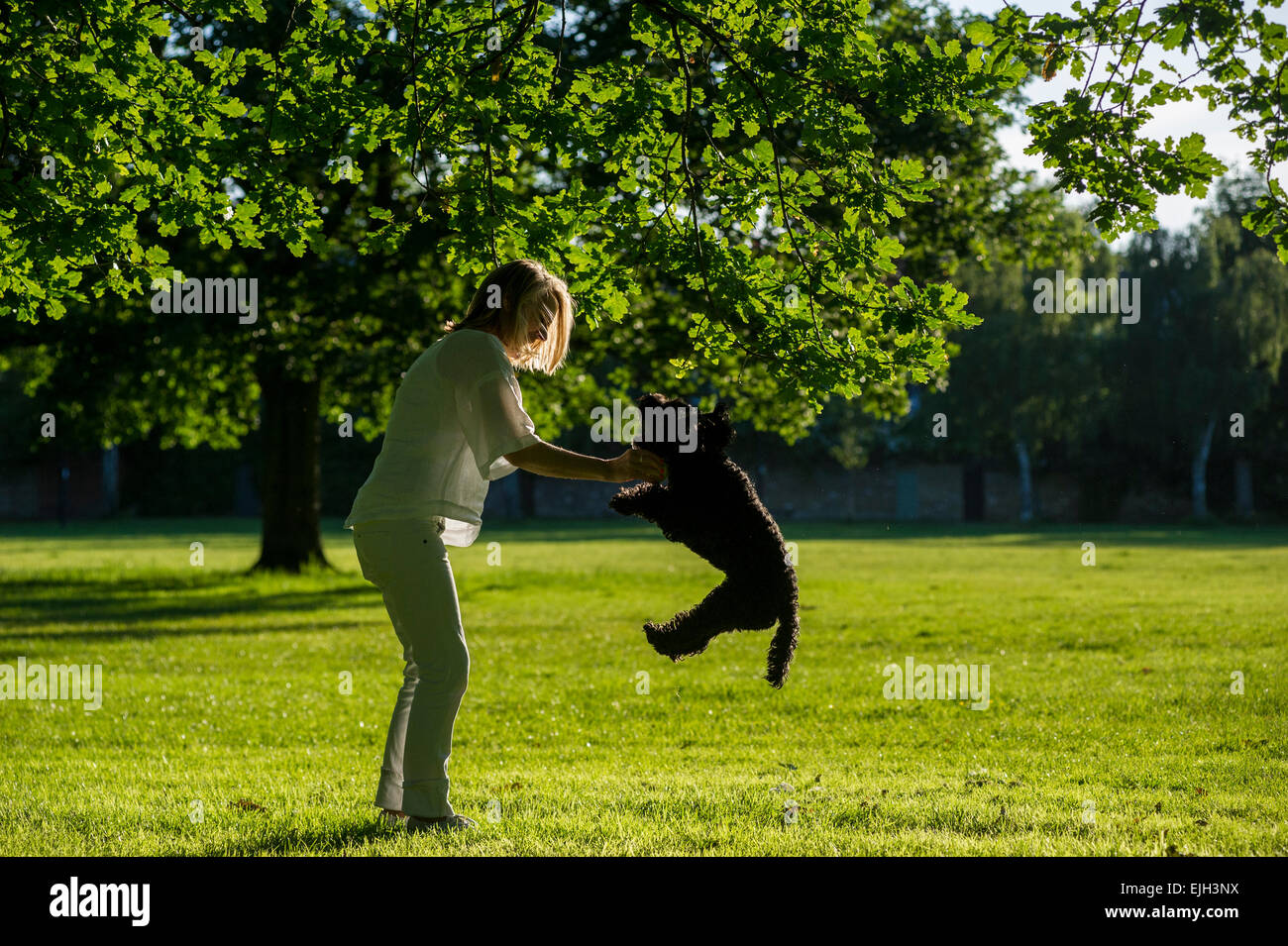 Una Donna vestita di bianco cammina il suo piccolo cane nero in un parco di Londra al tramonto in estate Foto Stock