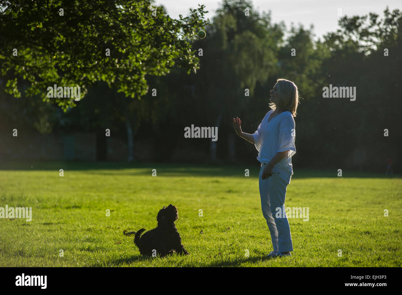 Una Donna vestita di bianco cammina il suo piccolo cane nero in un parco di Londra al tramonto in estate Foto Stock