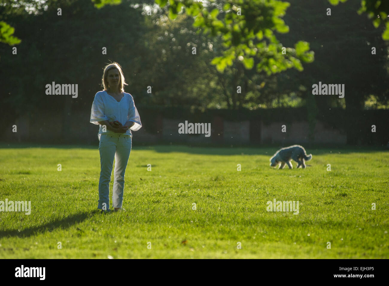Una Donna vestita di bianco cammina il suo piccolo cane nero in un parco di Londra al tramonto in estate Foto Stock
