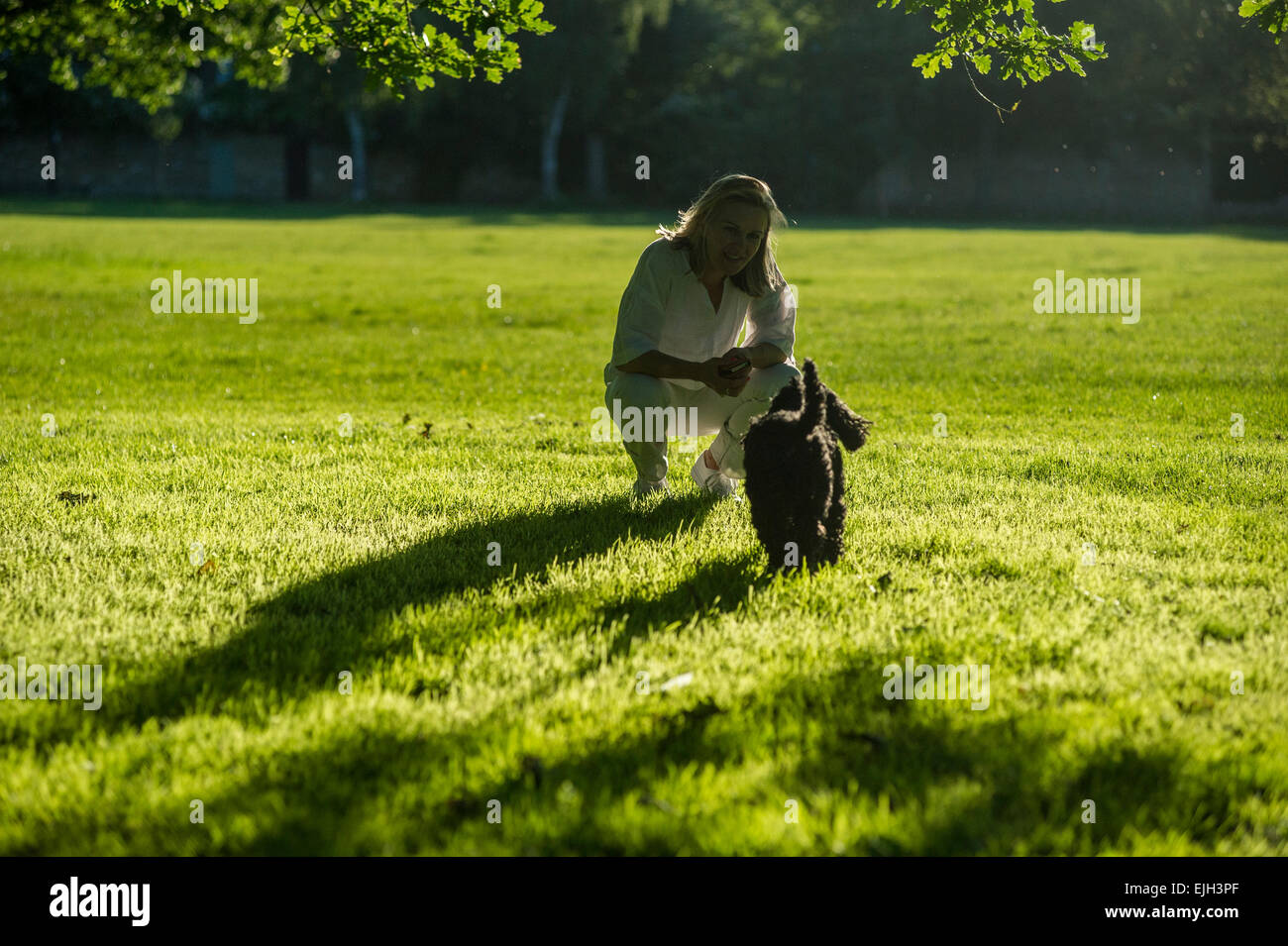 Una Donna vestita di bianco cammina il suo piccolo cane nero in un parco di Londra al tramonto in estate Foto Stock