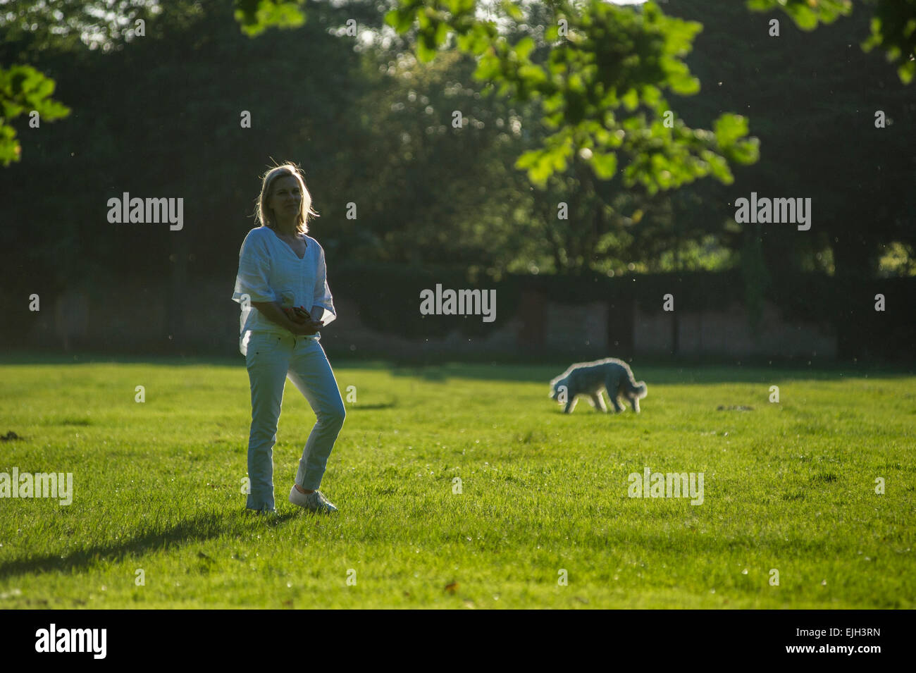 Una Donna vestita di bianco cammina il suo piccolo cane nero in un parco di Londra al tramonto in estate Foto Stock