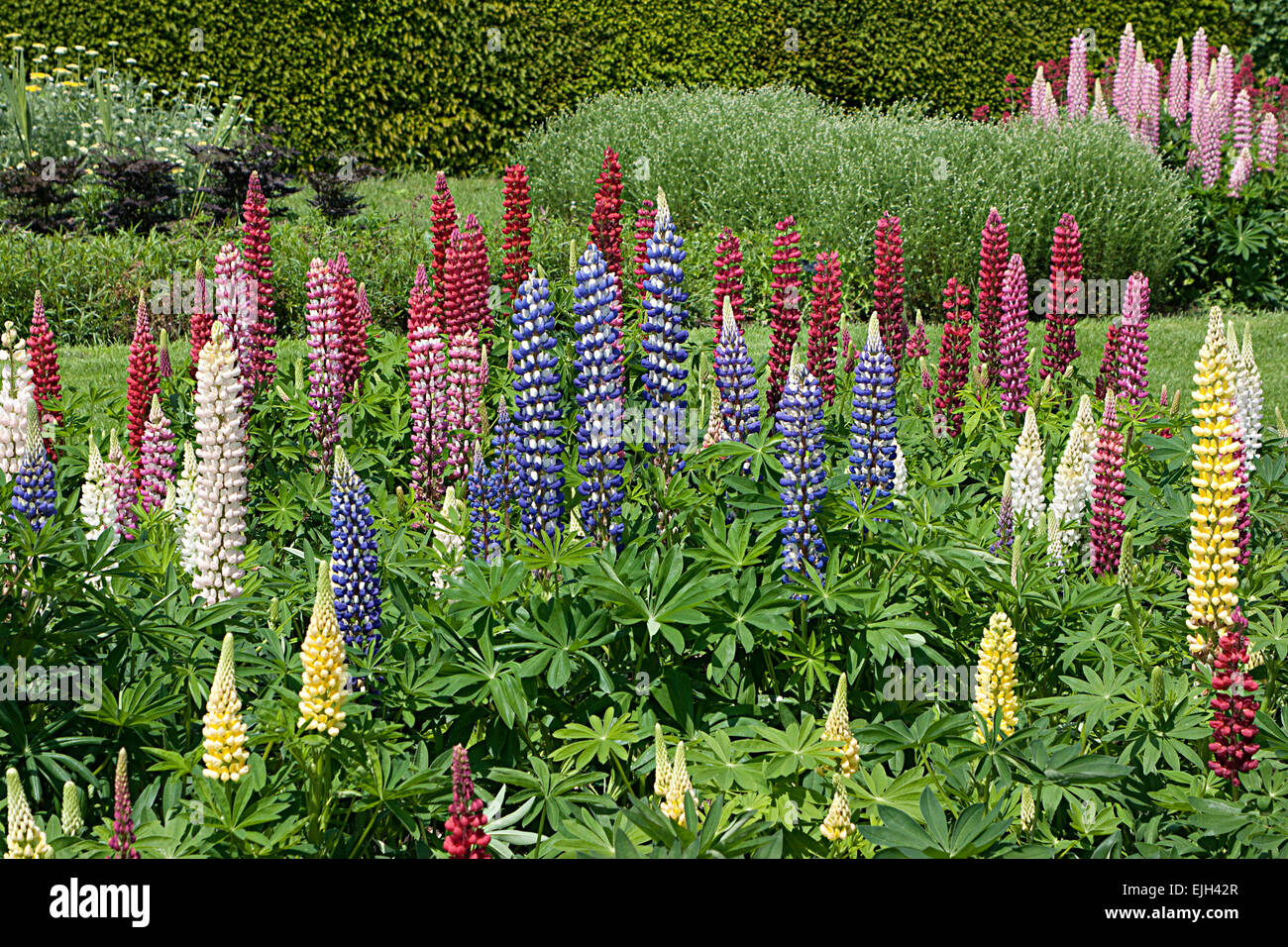 I lupini di colori misti in giardino Foto Stock
