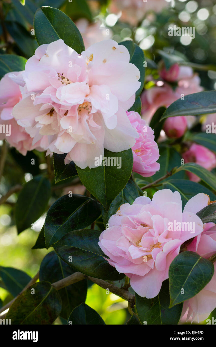 Doppia informale di rosa fiori di Camellia japonica 'Dainty Dale' Foto Stock