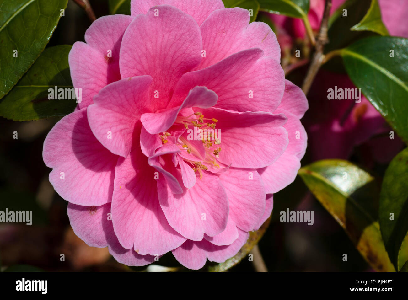 Unico fiore della molla fioritura evergreen Camellia x williamsii "ispirazione". Foto Stock