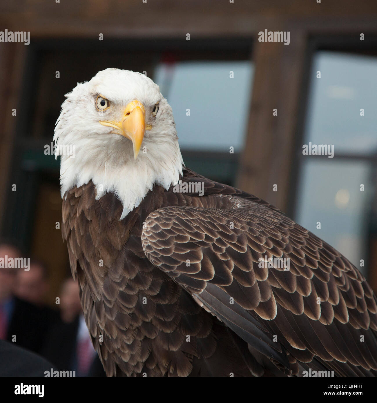 Troy, Michigan - un 25-anno-vecchio aquila calva denominata Challenger dalla American Eagle Foundation. Foto Stock